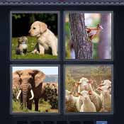 Animal