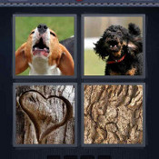 Bark