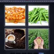 Beans