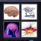 Brain