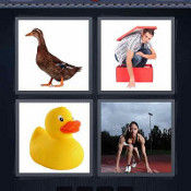 Duck