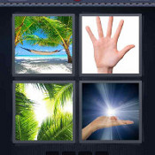 Palm