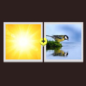 Sunbird